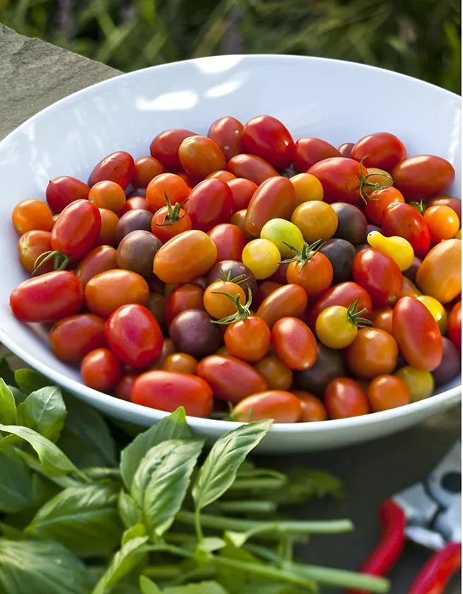 Ina Garten tomatoes and burrata appetizer with halved heirloom tomatoes, creamy burrata cheese, fresh basil, and aged balsamic on a plate