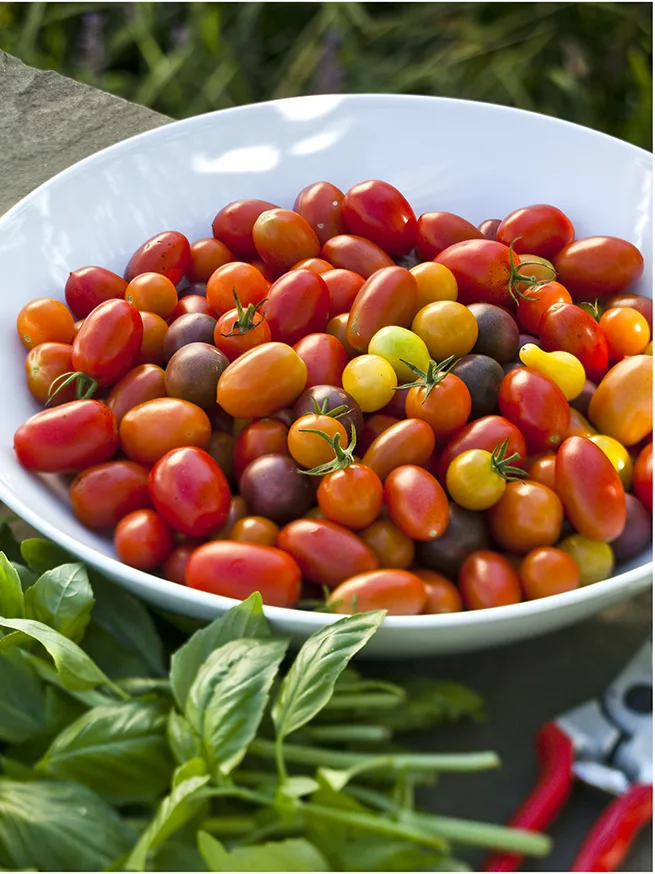 Ina Garten Tomatoes and Burrata