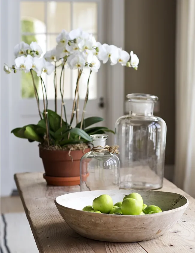 Orchid in a terracotta pot beside glass jars and a wooden bowl of green apples on a farmhouse table